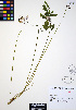  ( - ERM887)  @11 [ ] CreativeCommons - Attribution Non-Commercial Share-Alike (2012) Unspecified UBC Herbarium