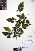  ( - ERM913)  @11 [ ] CreativeCommons - Attribution Non-Commercial Share-Alike (2012) Unspecified UBC Herbarium