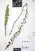  ( - ERM925)  @11 [ ] CreativeCommons - Attribution Non-Commercial Share-Alike (2012) Unspecified UBC Herbarium