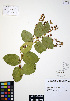  ( - ERM930)  @11 [ ] CreativeCommons - Attribution Non-Commercial Share-Alike (2012) Unspecified UBC Herbarium