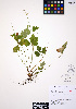  ( - ERM275)  @11 [ ] CreativeCommons - Attribution Non-Commercial Share-Alike (2012) Unspecified UBC Herbarium
