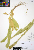  ( - ERM970)  @11 [ ] CreativeCommons - Attribution Non-Commercial Share-Alike (2012) Unspecified UBC Herbarium