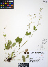  ( - ERM750)  @11 [ ] CreativeCommons - Attribution Non-Commercial Share-Alike (2012) Unspecified UBC Herbarium