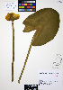  ( - ERM788)  @11 [ ] CreativeCommons - Attribution Non-Commercial Share-Alike (2012) Unspecified UBC Herbarium