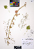  ( - ERM815)  @11 [ ] CreativeCommons - Attribution Non-Commercial Share-Alike (2012) Unspecified UBC Herbarium
