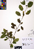  ( - ERM822)  @11 [ ] CreativeCommons - Attribution Non-Commercial Share-Alike (2012) Unspecified UBC Herbarium