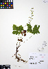  ( - ERM868)  @11 [ ] CreativeCommons - Attribution Non-Commercial Share-Alike (2012) Unspecified UBC Herbarium