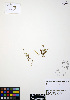 ( - ERM356)  @11 [ ] CreativeCommons - Attribution Non-Commercial Share-Alike (2012) Unspecified UBC Herbarium