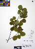  ( - ERM457)  @11 [ ] CreativeCommons - Attribution Non-Commercial Share-Alike (2012) Unspecified UBC Herbarium