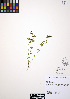  ( - ERM477)  @11 [ ] CreativeCommons - Attribution Non-Commercial Share-Alike (2012) Unspecified UBC Herbarium