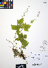  ( - ERM512)  @11 [ ] CreativeCommons - Attribution Non-Commercial Share-Alike (2012) Unspecified UBC Herbarium
