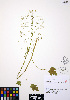  ( - ERM574)  @11 [ ] CreativeCommons - Attribution Non-Commercial Share-Alike (2012) Unspecified UBC Herbarium