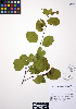  ( - ERM630)  @11 [ ] CreativeCommons - Attribution Non-Commercial Share-Alike (2012) Unspecified UBC Herbarium