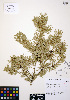  ( - ERM648)  @13 [ ] CreativeCommons - Attribution Non-Commercial Share-Alike (2012) Unspecified UBC Herbarium