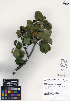  ( - ERM1067)  @11 [ ] CreativeCommons - Attribution Non-Commercial Share-Alike (2013) Unspecified UBC Herbarium