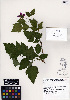  ( - ERM1131)  @11 [ ] CreativeCommons - Attribution Non-Commercial Share-Alike (2013) Unspecified UBC Herbarium