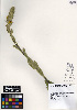  ( - ERM1133)  @11 [ ] CreativeCommons - Attribution Non-Commercial Share-Alike (2013) Unspecified UBC Herbarium