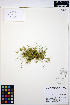  ( - ERM1007)  @11 [ ] CreativeCommons - Attribution Non-Commercial Share-Alike (2013) Unspecified UBC Herbarium