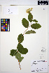  ( - ERM1054)  @11 [ ] CreativeCommons - Attribution Non-Commercial Share-Alike (2013) Unspecified UBC Herbarium