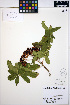  ( - ERM1147)  @11 [ ] CreativeCommons - Attribution Non-Commercial Share-Alike (2013) Unspecified UBC Herbarium