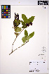  ( - ERM1585)  @11 [ ] CreativeCommons - Attribution Non-Commercial Share-Alike (2013) Unspecified UBC Herbarium