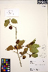  (Malus fusca - ERM503)  @11 [ ] CreativeCommons - Attribution Non-Commercial Share-Alike (2013) Unspecified UBC Herbarium