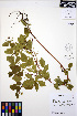  ( - ERM598)  @11 [ ] CreativeCommons - Attribution Non-Commercial Share-Alike (2013) Unspecified UBC Herbarium