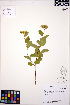  ( - ERM699)  @11 [ ] CreativeCommons - Attribution Non-Commercial Share-Alike (2013) Unspecified UBC Herbarium