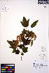  (Physocarpus capitatus - ERM753)  @11 [ ] CreativeCommons - Attribution Non-Commercial Share-Alike (2013) Unspecified UBC Herbarium