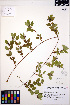  ( - ERM771)  @11 [ ] CreativeCommons - Attribution Non-Commercial Share-Alike (2013) Unspecified UBC Herbarium