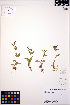  ( - ERM838)  @11 [ ] CreativeCommons - Attribution Non-Commercial Share-Alike (2013) Unspecified UBC Herbarium