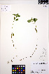  ( - ERM934)  @11 [ ] CreativeCommons - Attribution Non-Commercial Share-Alike (2013) Unspecified UBC Herbarium