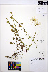  ( - MF197)  @11 [ ] CreativeCommons - Attribution Non-Commercial Share-Alike (2013) Unspecified UBC Herbarium