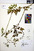  ( - MF190)  @11 [ ] CreativeCommons - Attribution Non-Commercial Share-Alike (2013) Unspecified UBC Herbarium