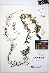  ( - MF188)  @11 [ ] CreativeCommons - Attribution Non-Commercial Share-Alike (2013) Unspecified UBC Herbarium
