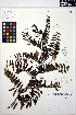  ( - MF167)  @11 [ ] CreativeCommons - Attribution Non-Commercial Share-Alike (2013) Unspecified UBC Herbarium