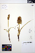  ( - MF165)  @11 [ ] CreativeCommons - Attribution Non-Commercial Share-Alike (2013) Unspecified UBC Herbarium