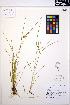 ( - MF154)  @11 [ ] CreativeCommons - Attribution Non-Commercial Share-Alike (2013) Unspecified UBC Herbarium