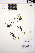  ( - MF153)  @11 [ ] CreativeCommons - Attribution Non-Commercial Share-Alike (2013) Unspecified UBC Herbarium