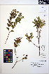  ( - MF151)  @11 [ ] CreativeCommons - Attribution Non-Commercial Share-Alike (2013) Unspecified UBC Herbarium