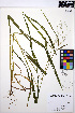  ( - MF146)  @11 [ ] CreativeCommons - Attribution Non-Commercial Share-Alike (2013) Unspecified UBC Herbarium