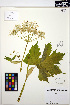  ( - MF140)  @11 [ ] CreativeCommons - Attribution Non-Commercial Share-Alike (2013) Unspecified UBC Herbarium