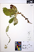  ( - MF250)  @11 [ ] CreativeCommons - Attribution Non-Commercial Share-Alike (2013) Unspecified UBC Herbarium