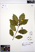  ( - MF230)  @11 [ ] CreativeCommons - Attribution Non-Commercial Share-Alike (2013) Unspecified UBC Herbarium
