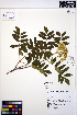  ( - MF228)  @11 [ ] CreativeCommons - Attribution Non-Commercial Share-Alike (2013) Unspecified UBC Herbarium