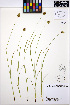  ( - MF222)  @11 [ ] CreativeCommons - Attribution Non-Commercial Share-Alike (2013) Unspecified UBC Herbarium