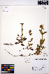  ( - MF213)  @11 [ ] CreativeCommons - Attribution Non-Commercial Share-Alike (2013) Unspecified UBC Herbarium