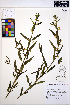  (Pedicularis racemosa - MF211)  @11 [ ] CreativeCommons - Attribution Non-Commercial Share-Alike (2013) Unspecified UBC Herbarium