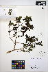  ( - ERM848)  @11 [ ] CreativeCommons - Attribution Non-Commercial Share-Alike (2013) Unspecified UBC Herbarium