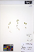  ( - MF259)  @11 [ ] CreativeCommons - Attribution Non-Commercial Share-Alike (2013) Unspecified UBC Herbarium